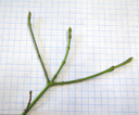 spindle-tree (euonymus europaeus), twig with opposite buds. 2009-01-26, Pentax W60. keywords: evonymus europaeus, euonymus vulgaris, pfaffenhütchen, fusain, bois a lardoir, fusaria